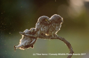 Лучшие работы конкурса смешных фотографий дикой природы Comedy Wildlife Awards (15 фото)