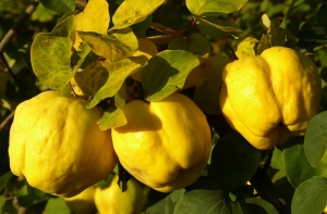Продукт недели: айва