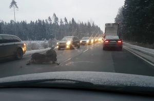 Сбитый лось: водителей предупреждают о выбегающих на дорогу животных