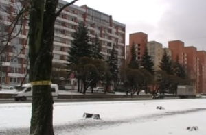 LTV7: по делу об отравленных деревьях начат уголовный процесс