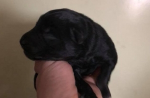 В Даугавпилсе мужчина выбросил щенков из окна