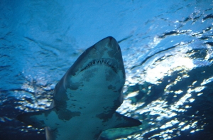 Акулы попытались съесть черепаху и потерпели фиаско