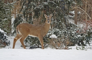 Бродячие собаки загрызли 40 ланей в кулдигском заповеднике