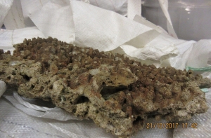 В Латвии задержан груз кораллов весом более 14 тонн