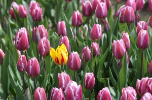 Мужчины на радио Baltkom: у женщин стоит поучиться хитрости!