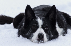 Dzīvnieku policija: продавцы не чипируют собак, чтобы не платить налоги