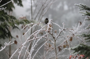 В Латвию возвращается мороз: раньше апреля весны ждать не стоит