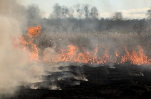 Пожар на Румбуле потушен: с огнем боролись 29 пожарных (ДОПОЛНЕНО)