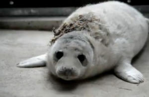 Без намордника и поводка: на беспомощных тюленят нападают собаки