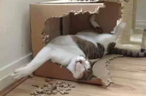 20 животных, которые знают, как провести выходные