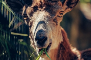 Рижский зоопарк повысит цены за входные билеты