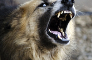 Собаки чуть не загрызли прохожую: хозяйка животных отделалась штрафом