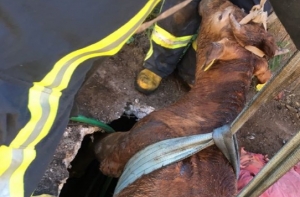 «Из болота тащить бегемота»: пожарные четыре часа спасали корову