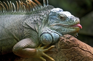 В мире животных: пожарные спасли игуану с дерева