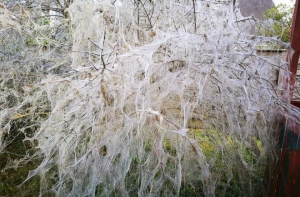 I’ll be back! Черемуховая моль вернется к рижанам через 10 лет