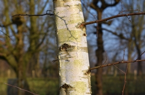 Женщина выпила удобрение вместо березового сока