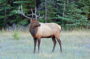 На улицах Лиепаи замечен бегающий лось