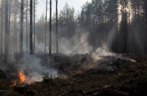 Пожароопасный период продолжается: выгорело семь гектаров леса