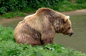 На пляже в Курземе найдена туша медведя