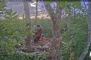 Выпал или выпихнули?: гнездо орланов-белохвостов в Курземе опустело