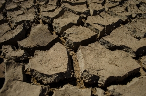 В Латвии могут объявить чрезвычайную ситуацию из-за засухи