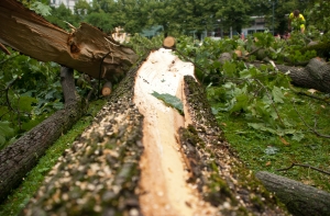 Латвийцы сообщают о десятках сломанных из-за ветра деревьев