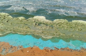 Из-за сине-зеленых водорослей ввели еще больше ограничений на купание
