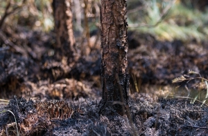 Географ: пожар под Талси - беда, но еще не катастрофа