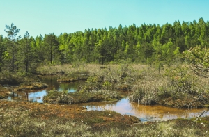 Пожар в национальном парке Кемери полностью потушен