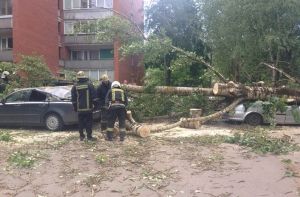 Ураган в Риге: упавшее дерево придавило две машины