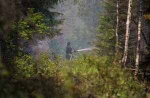 Пожар под Талси: пламя удалось удержать