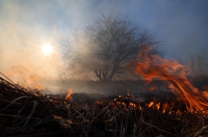 Эксперт: такой высокой пожароопасности в Латвии не было с 2006 года