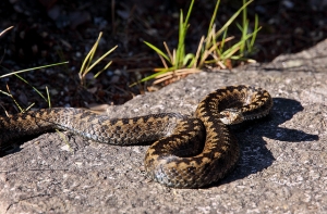 Вчера змеи укусили троих людей