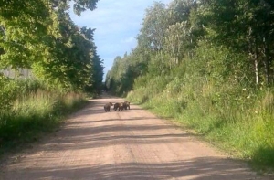 Дорогу под Сигулдой оккупировали медвежата: людей призвали к бдительности