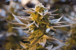 Таксиста лишили водительских прав за хранение наркотиков в машине