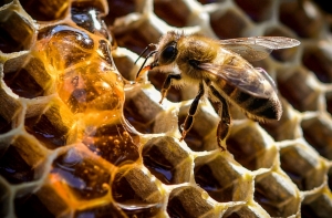 Минздрав Британии посоветовал лечить кашель медом вместо антибиотиков