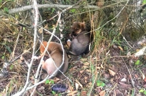 Щенков оставили умирать в лесу Зиепниекалнса: малышам ищут дом