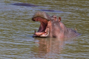 В Кении от укуса бегемота погиб китайский турист