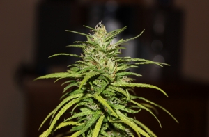 Twitter о легализации марихуаны: латвийцы, зреем скорее!