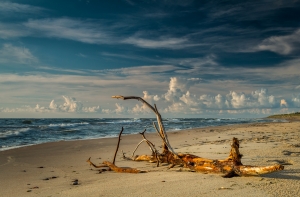 В Курземе на морское побережье выбросило труп
