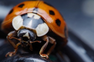 В пятницу воздух прогреется до +27 градусов