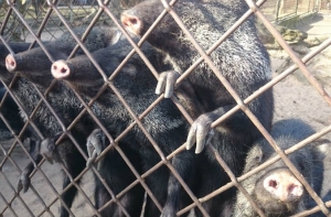 Директор зоопарка о жаре: страдают не звери, а люди!