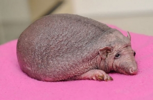 Как проходит счастливая жизнь лысого ёжика: Каждый день массаж, вкусняшки и не только