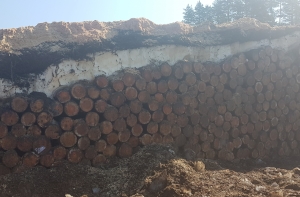 Rīgas meži уже третий год хранит кругляк в Норупе