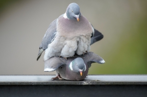 Латвийская молодежь учится «любить» через порнофильмы