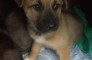 В Риге мужчина камнями разбил почти все аппараты в игорном зале