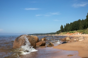 Жители Скулте: Аболтиня вырубила яблоневый сад для усадьбы «Викинги»