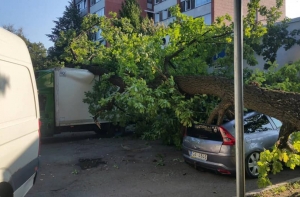 «Ничего себе у вас ветки»: в Риге на машину упал дуб