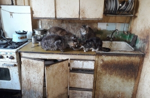 В квартире Пурвциемса в антисанитарных условиях живут 24 кота