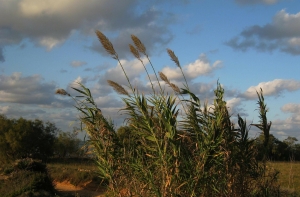 Синоптики предупреждают о сильном ветре и грозах